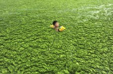 Green Algae.jpg