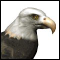 animated eagle.gif