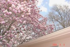 magnolia tree april 04 6 sml.jpg